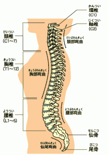 背骨