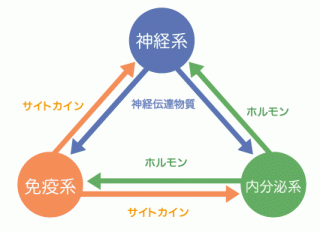 神経免疫内分泌トライアングル